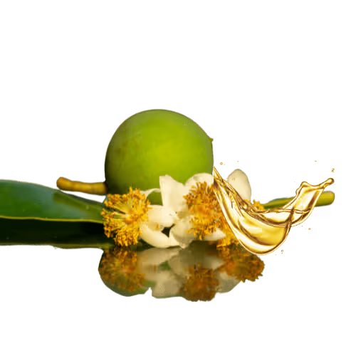Tamanu Oil