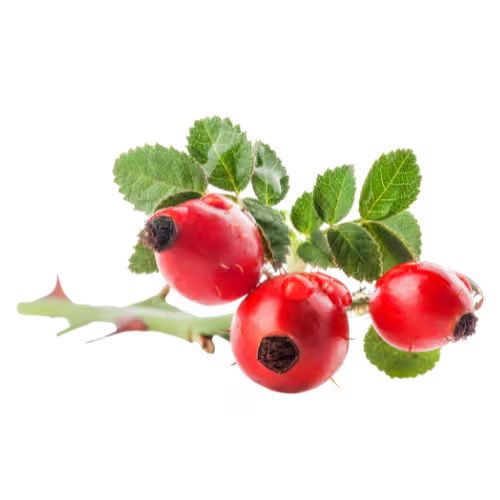 Rosehip Oil