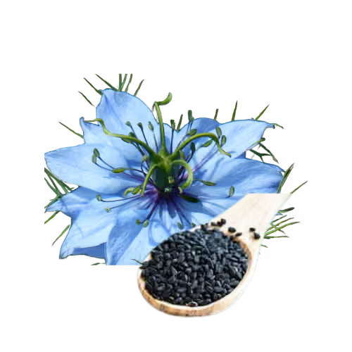 Kalonji Extract