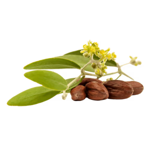 Jojoba Oil