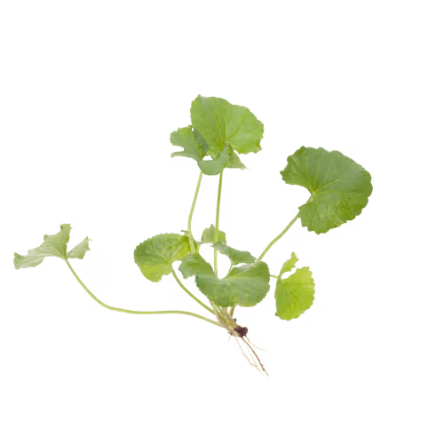 Centella Extract