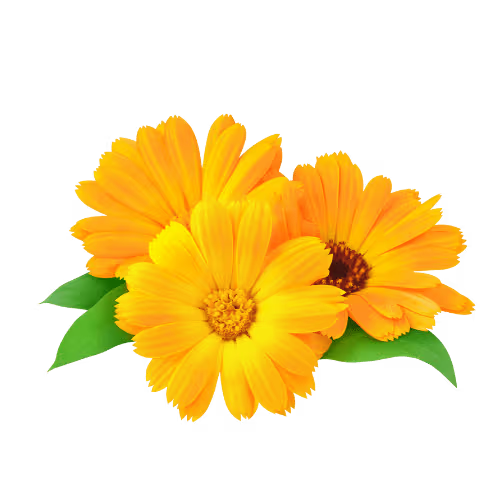 Calendula Extract